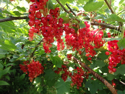 Rote Ribisel