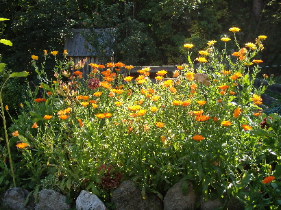 Ringelblume