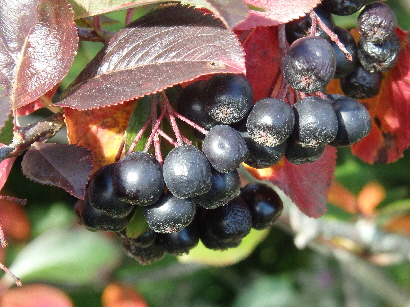 Apfelbeere