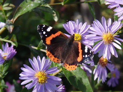 Astern + Schmetterling