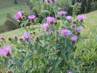 DISTEL
