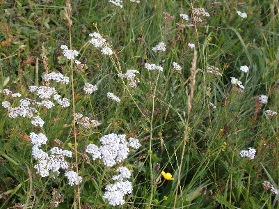 SCHAFGARBE