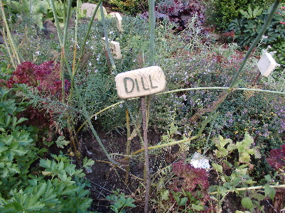 DILL