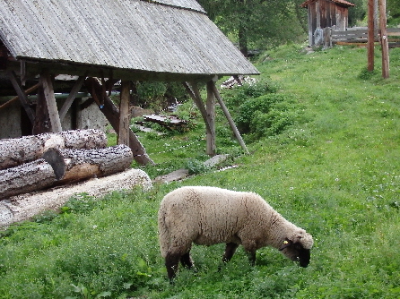 Schaf vom Nachbarn