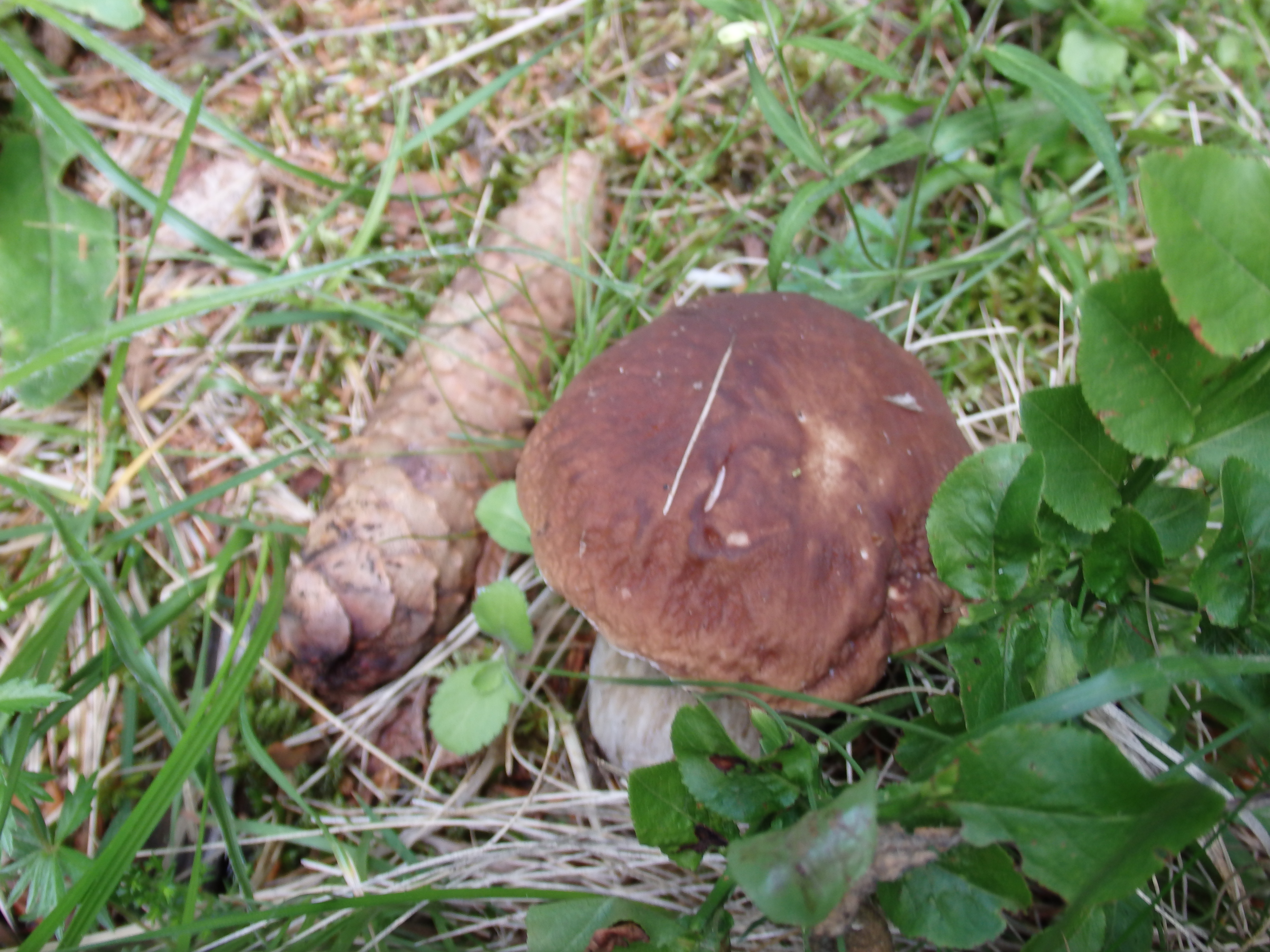 Steinpilz