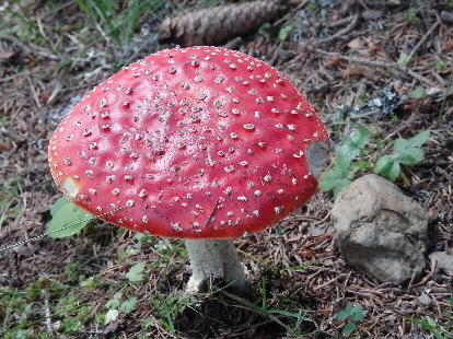 Fliegenpilz