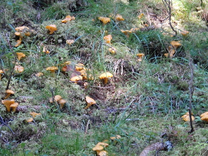 Eierschwammerl