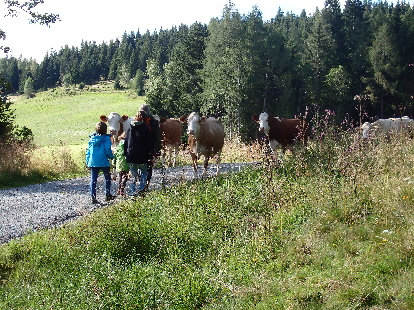 Begegnung mit Kühen