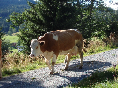 Milchkühe