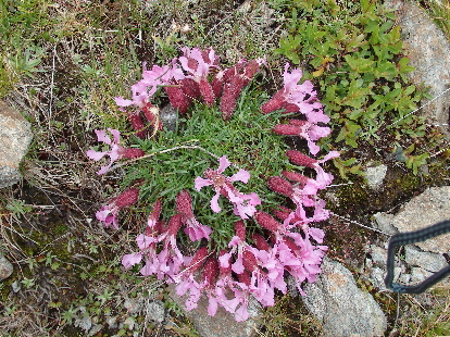Bergblumen